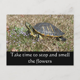 Cartão Postal Tartaruga Península