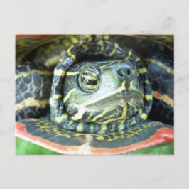 Cartão Postal Tartaruga Pintada (Chrysemys picta) 2