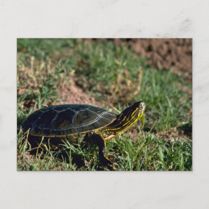 Cartão Postal Tartaruga Pintada Ocidental