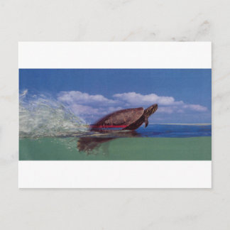 Cartão Postal tartaruga rápida
