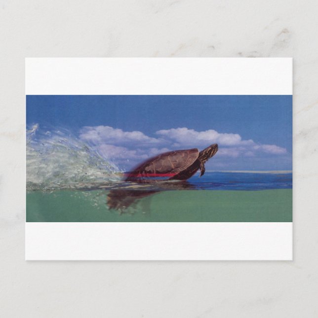 Cartão Postal tartaruga rápida (Frente)