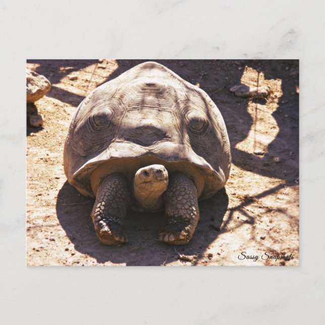 Cartão Postal Tartaruga Rupida Africana (Frente)