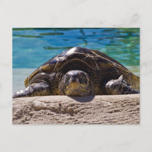 Cartão Postal Tartaruga Sonolenta