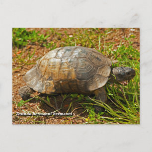 Cartão Postal Tartaruga. Testudo Hermanni Hermanni, Grécia.
