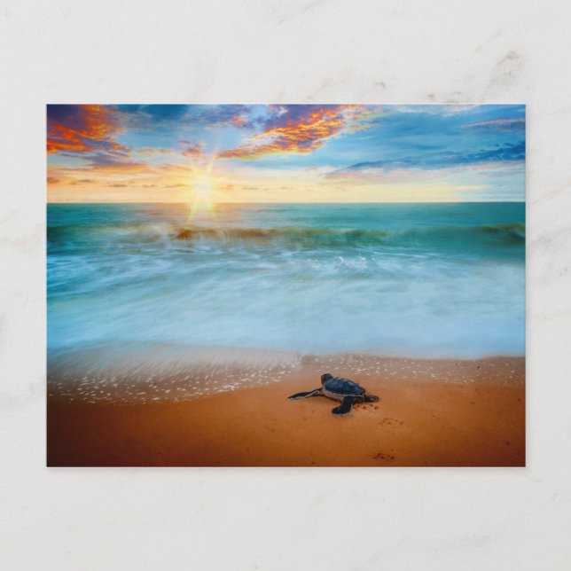 Cartão Postal Tartaruga Tropical Sunset Sea Sandy Beach (Frente)