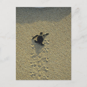 Cartão Postal Tartaruga Verde, (Chelonia mydas), filhote