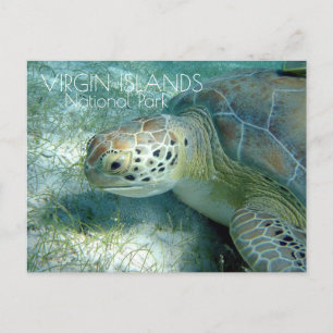Cartão Postal Tartaruga Verde, Plantas Marítimas, Ilhas Virgens