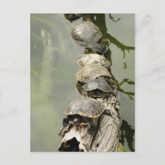 Cartão Postal Tartarugas