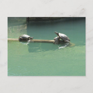Cartão Postal Tartarugas