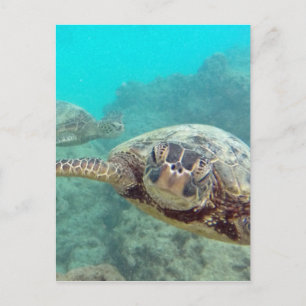Cartão Postal Tartarugas do Havaí - Honu