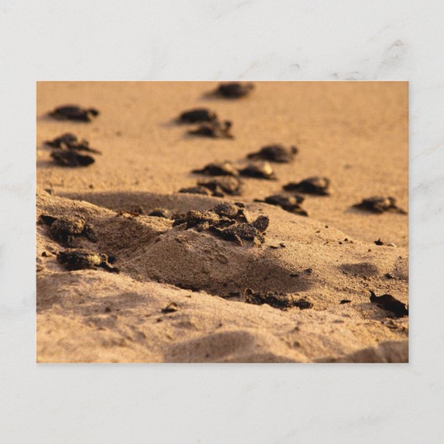 Cartão Postal Tartarugas do mar (Frente)