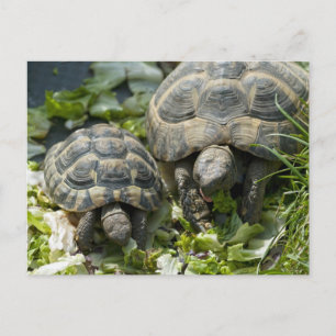 Cartão Postal Tartarugas Fofas