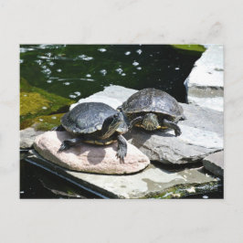 Cartão Postal Tartarugas Gêmeas -
