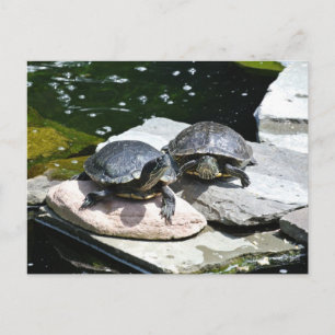 Cartão Postal Tartarugas Gêmeas -
