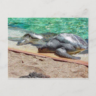 Cartão Postal tartarugas marinhas