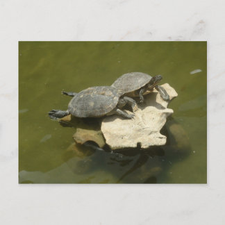 Cartão Postal Tartarugas tomando sol