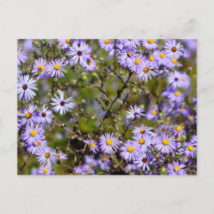 Cartão Postal Tatarian Daisy Flower