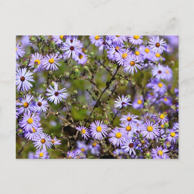 Cartão Postal Tatarian Daisy Flower (Frente)