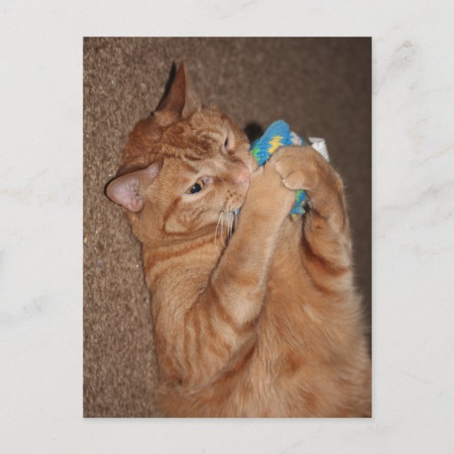 Cartão Postal Tater (Frente)