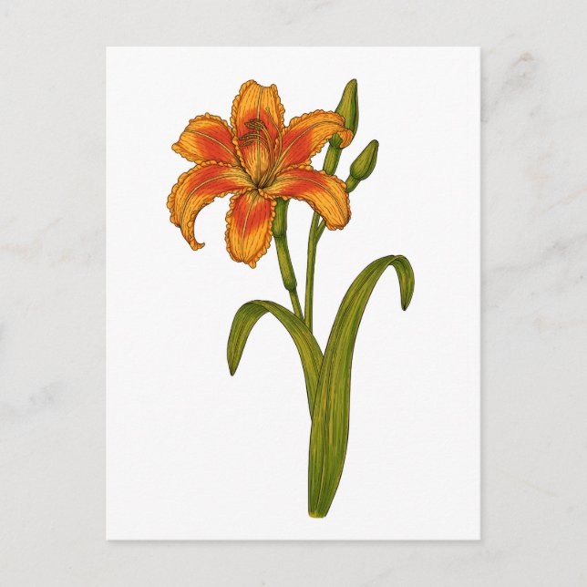 Cartão Postal Tawny Daylily (Frente)