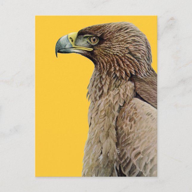 Cartão Postal Tawny Eagle (Frente)