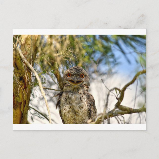 CARTÃO POSTAL TAWNY FROGMOUTH RURAL QUEENSLAND AUSTRÁLIA (Frente)