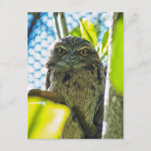 Cartão Postal Tawny não é coruja