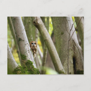 Cartão Postal Tawny Owl