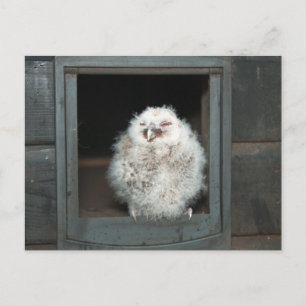 Cartão Postal Tawny Owl