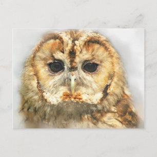 Cartão Postal Tawny Owl