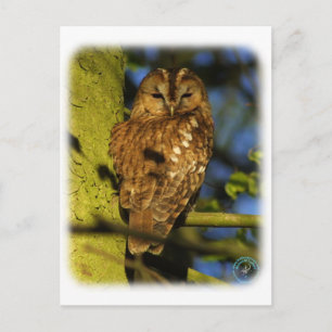 Cartão Postal Tawny Owl 8T014D-17