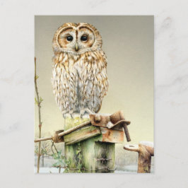 Cartão Postal Tawny Owl no Cartaz das Coisas de Neve