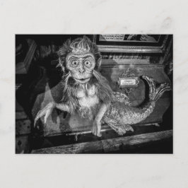Cartão Postal Taxidermia de Sereia de Macaco Raridade