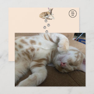 Cartão Postal Taz O Adorável Ginger Tabby - Cat