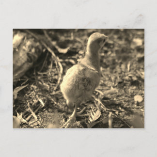 Cartão Postal Tchau! -