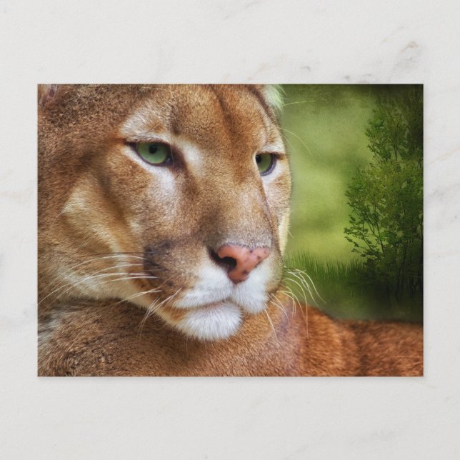 Cartão Postal TCWC - Puma Mountain Lion Art (Frente)