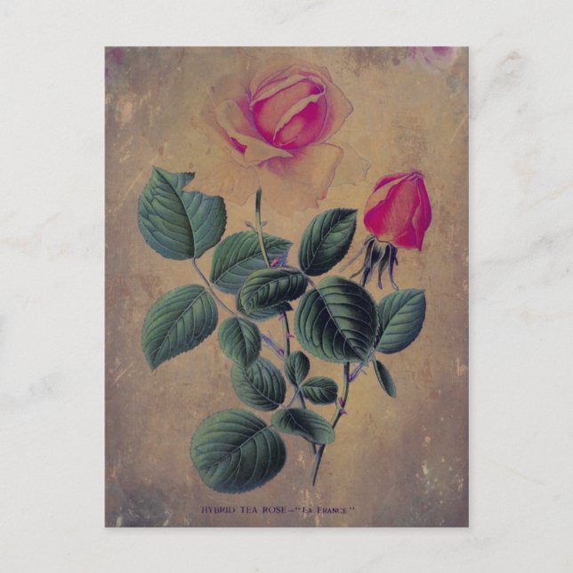 Cartão Postal Tea Rosa Grunge (Frente)
