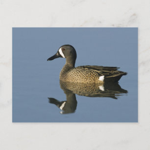 Cartão Postal Teal de asas azuis, Anas discorda, macho, Porto