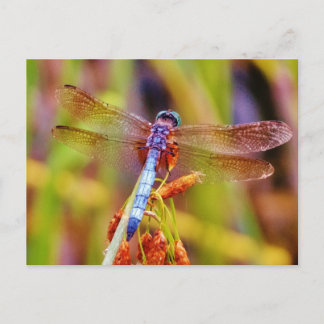 Cartão Postal Teal Dragonfly na borda