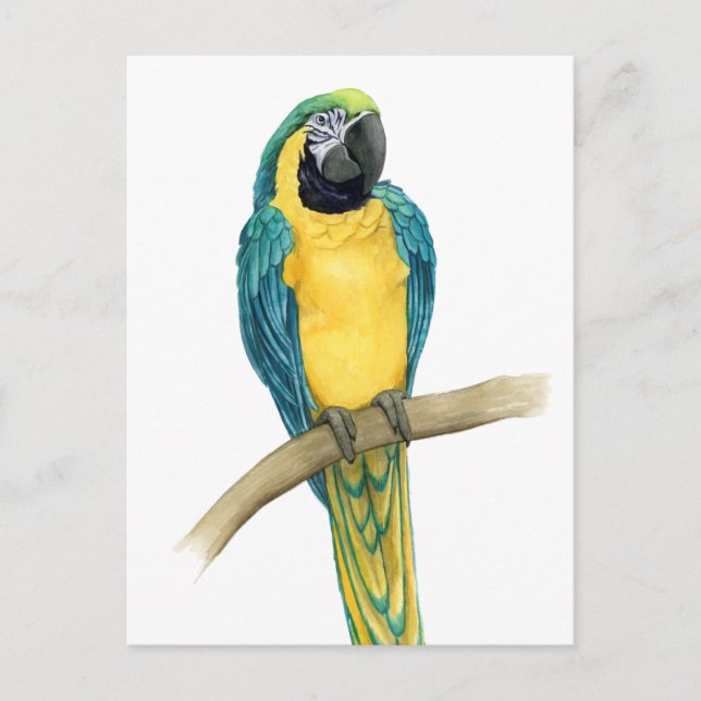 Cartão Postal Teal Macaw (Frente)