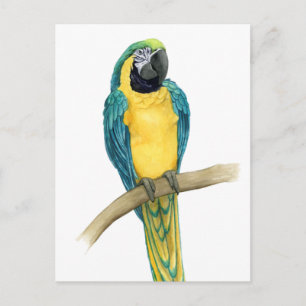 Cartão Postal Teal Macaw
