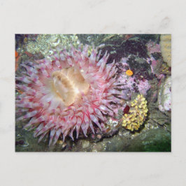 Cartão Postal Tealia Anemone pintada - Cartão-postal