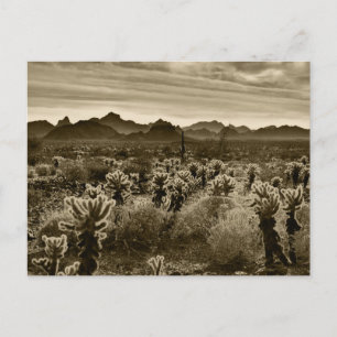 Cartão Postal Teddy Bear Cholla Cactus