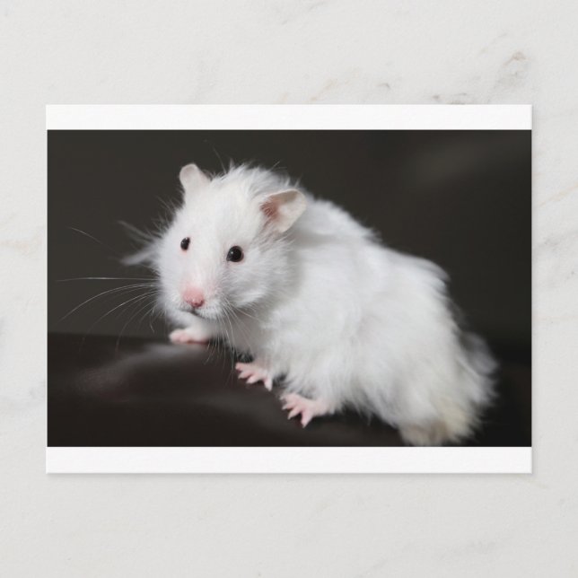 Cartão Postal Teddy Bear Hamster (Frente)