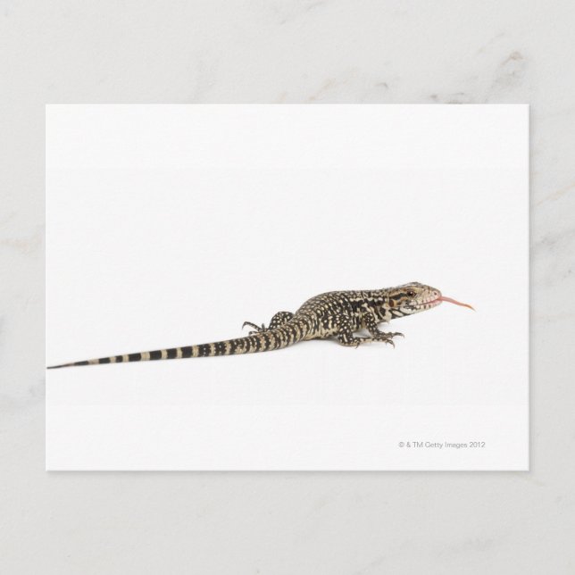 Cartão Postal Tegu azul - Tupinambis merianae (Frente)