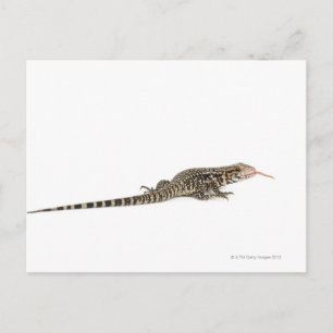 Cartão Postal Tegu azul - Tupinambis merianae