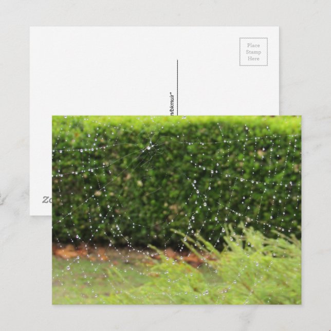 Cartão postal - Teia da Natureza (Frente/Verso)