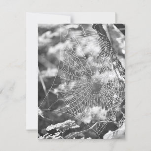 Cartão Postal Teia de aranha na grama alta