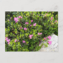 Cartão Postal Tela de pintura a óleo de rododendro rosa alpino