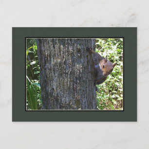 Cartão Postal Tem Loucos?